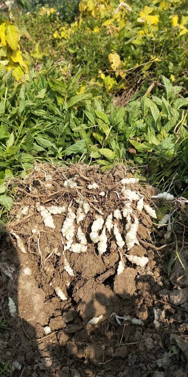 2024新鲜螺丝菜脆嫩宝塔菜地牯牛蔬菜地蚕甘露子地坏菜现