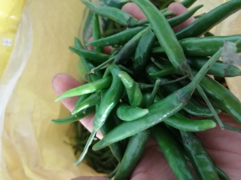 青米椒，大量上市了，可视频看货，欢迎订购