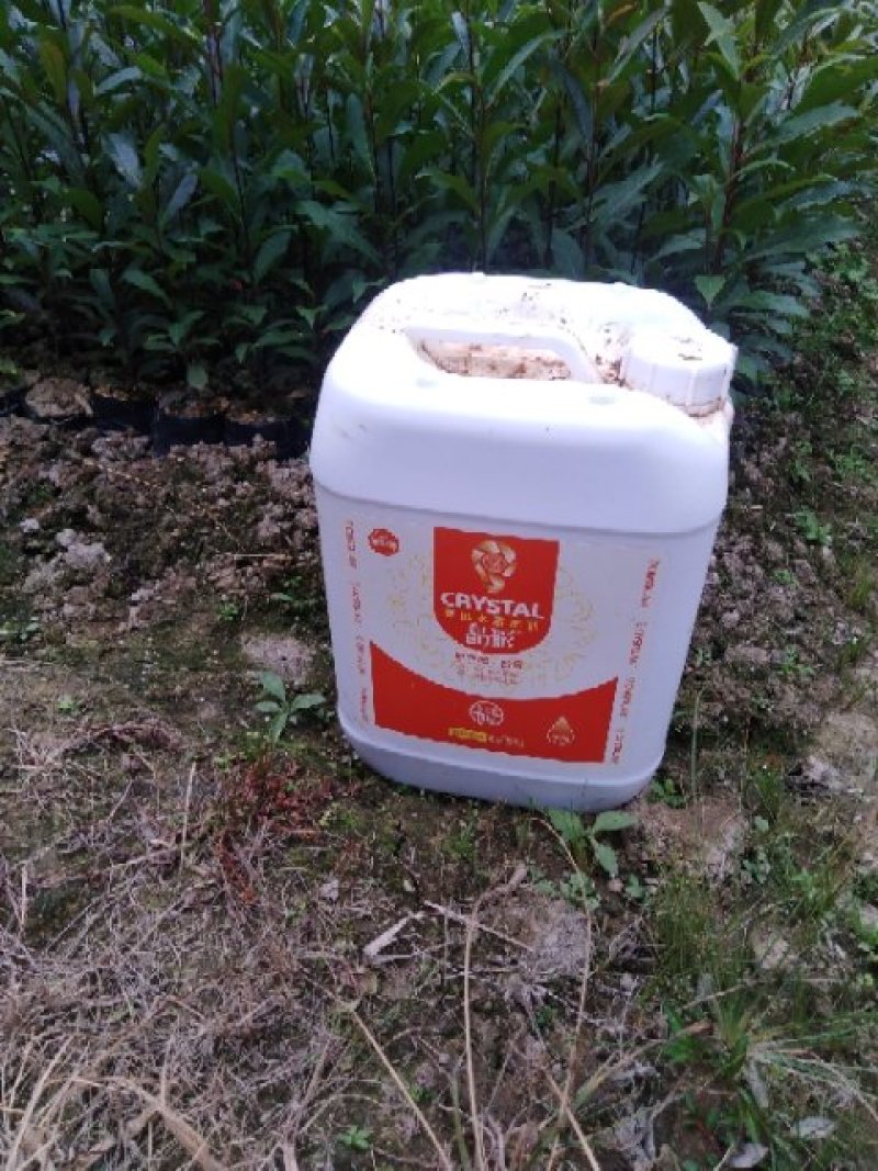 正宗福建山樱花，质优价廉！诚信可靠！红杆红脉！