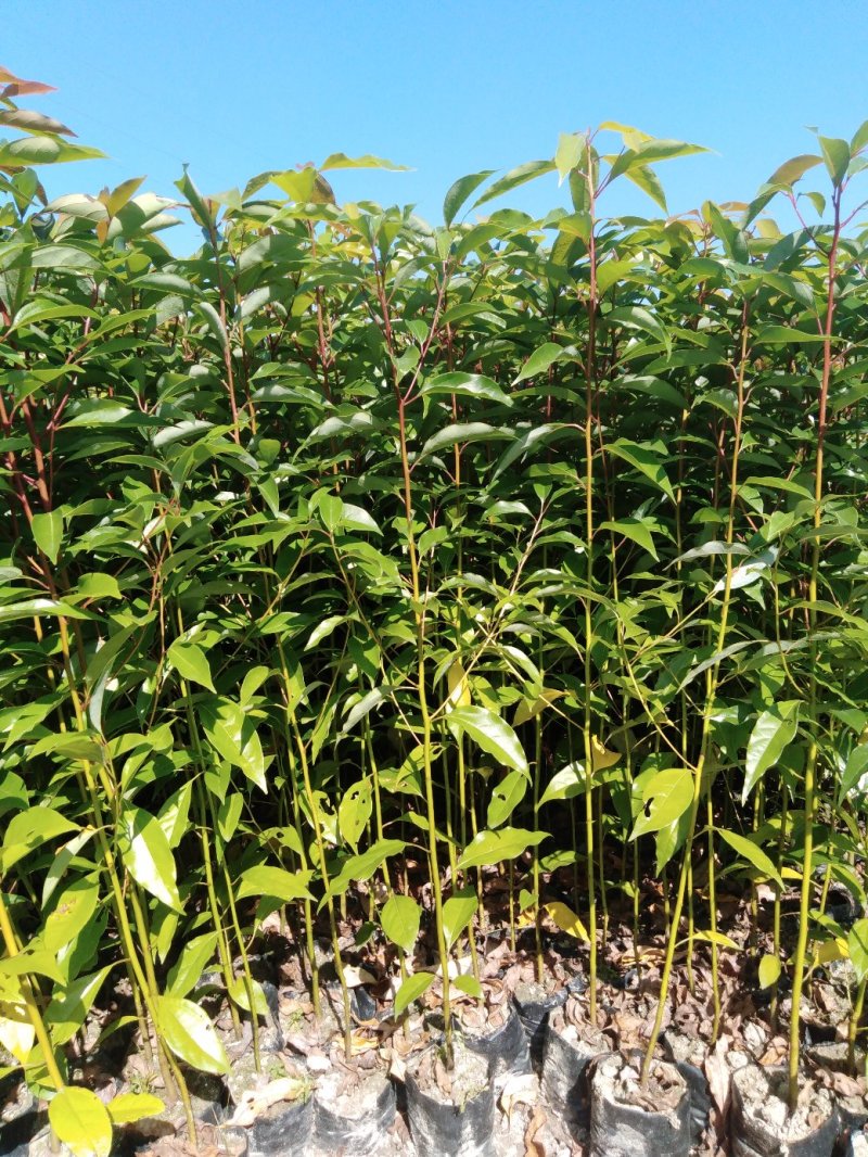 正宗福建山樱花，质优价廉！诚信可靠！红杆红脉！