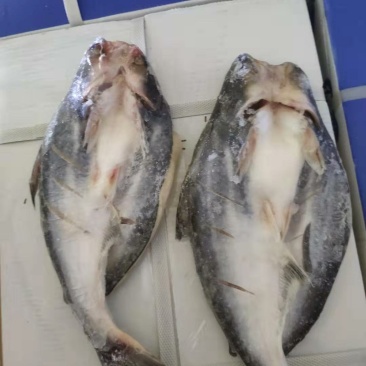 巴沙鱼