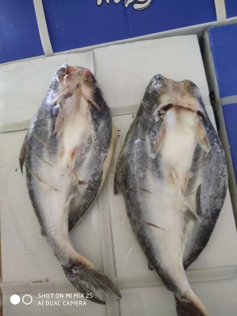 巴沙鱼
