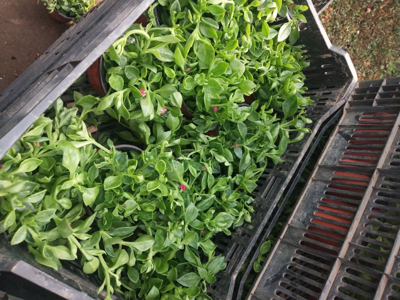 室内室外花卉绿植盆栽牡丹吊兰太阳玫瑰红宝石吊兰阳