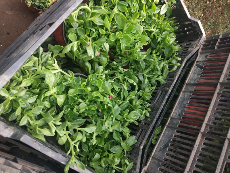 室内室外花卉绿植盆栽牡丹吊兰太阳玫瑰红宝石吊兰阳