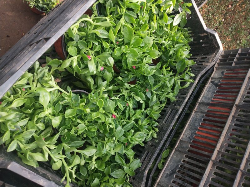 室内室外花卉绿植盆栽牡丹吊兰太阳玫瑰红宝石吊兰阳