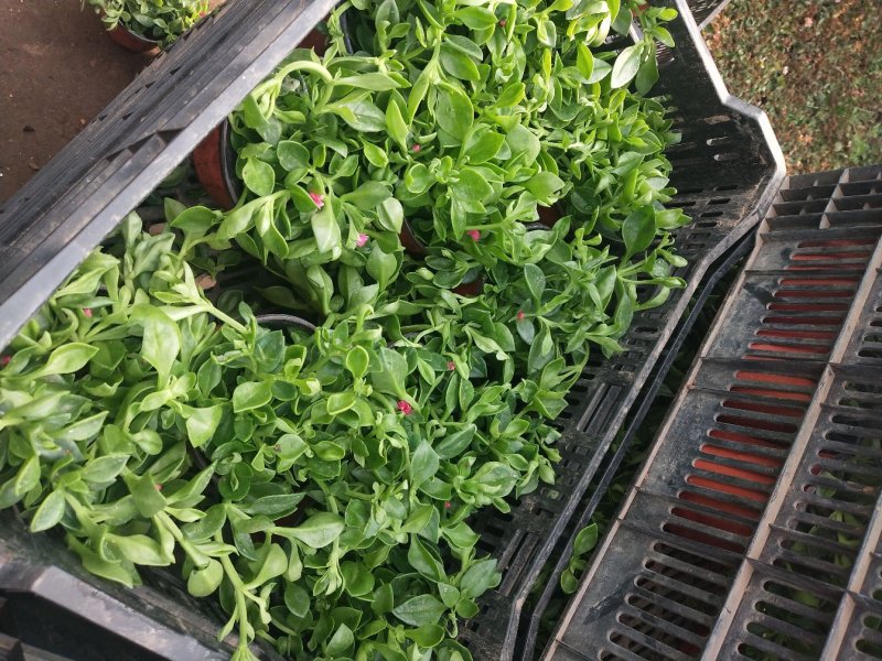 室内室外花卉绿植盆栽牡丹吊兰太阳玫瑰红宝石吊兰阳