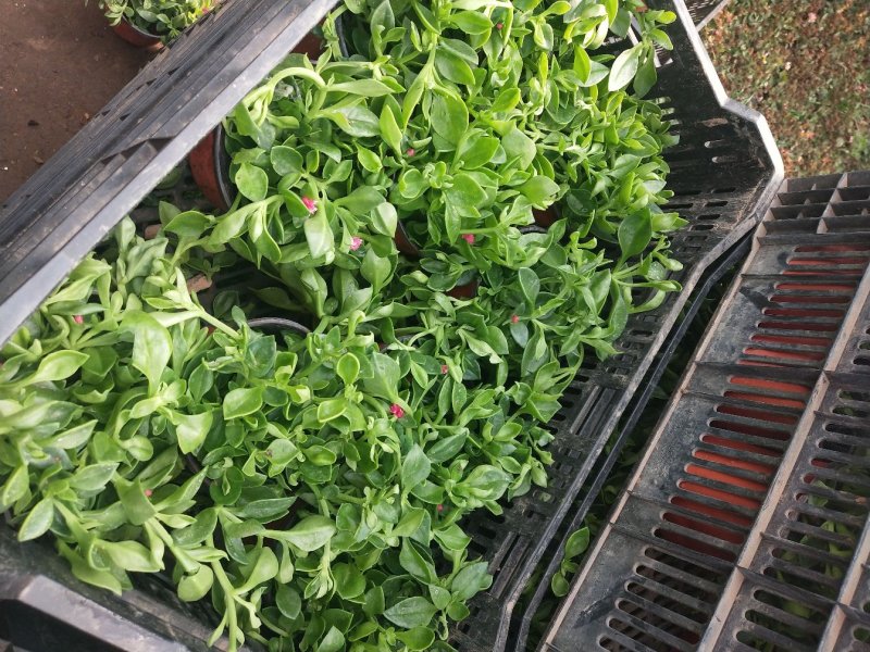 室内室外花卉绿植盆栽牡丹吊兰太阳玫瑰红宝石吊兰阳