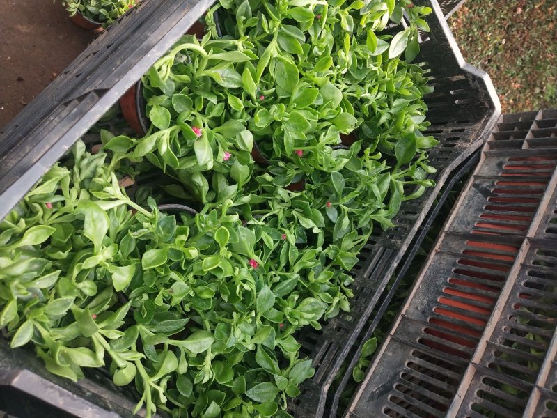 室内室外花卉绿植盆栽牡丹吊兰太阳玫瑰红宝石吊兰阳