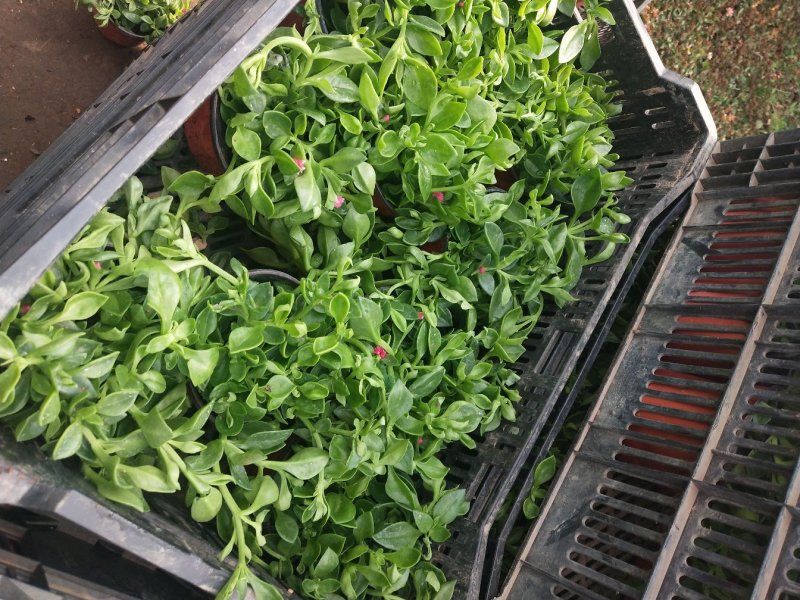 室内室外花卉绿植盆栽牡丹吊兰太阳玫瑰红宝石吊兰阳