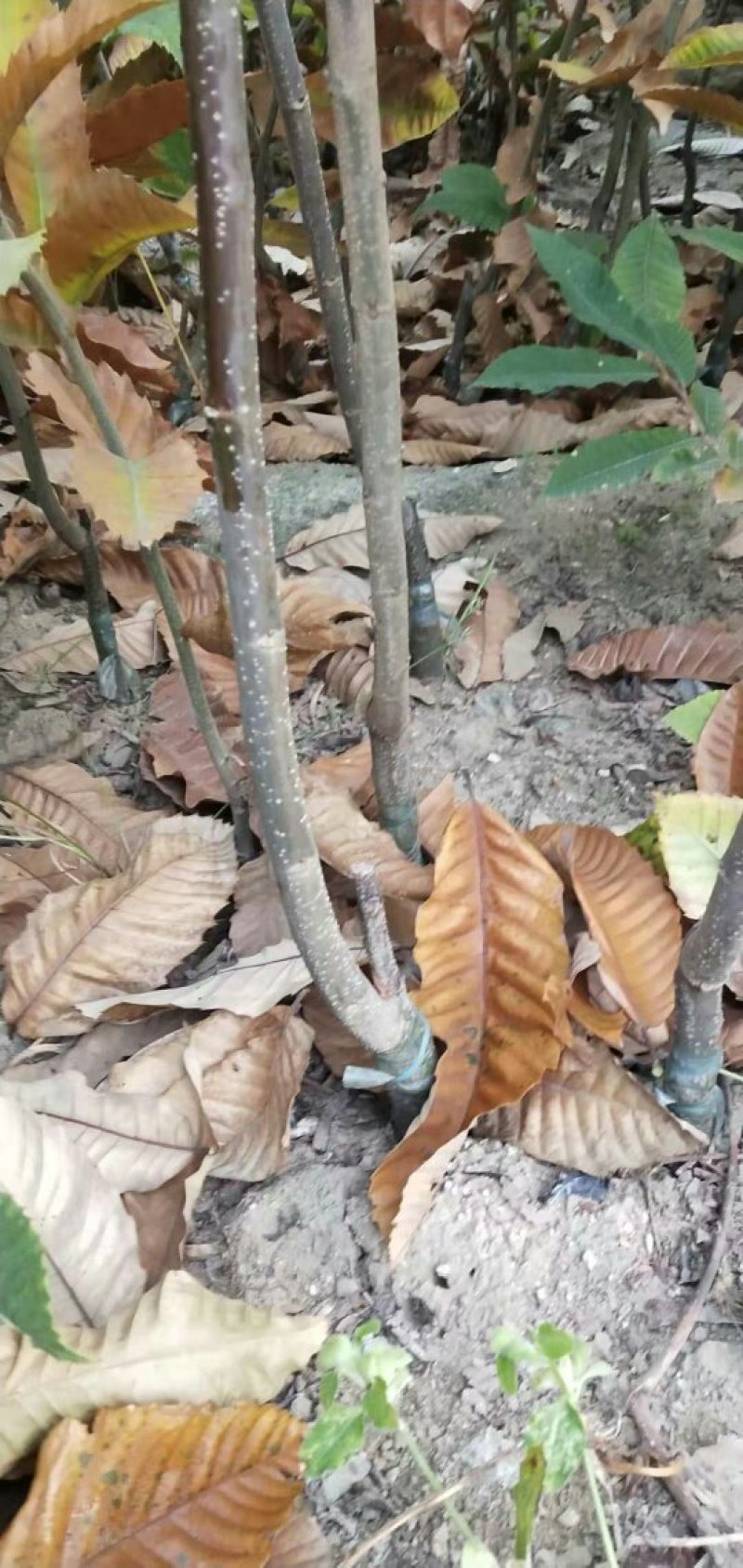 板栗苗，嫁接苗，保证品种，产地直供，支持线上保障交易