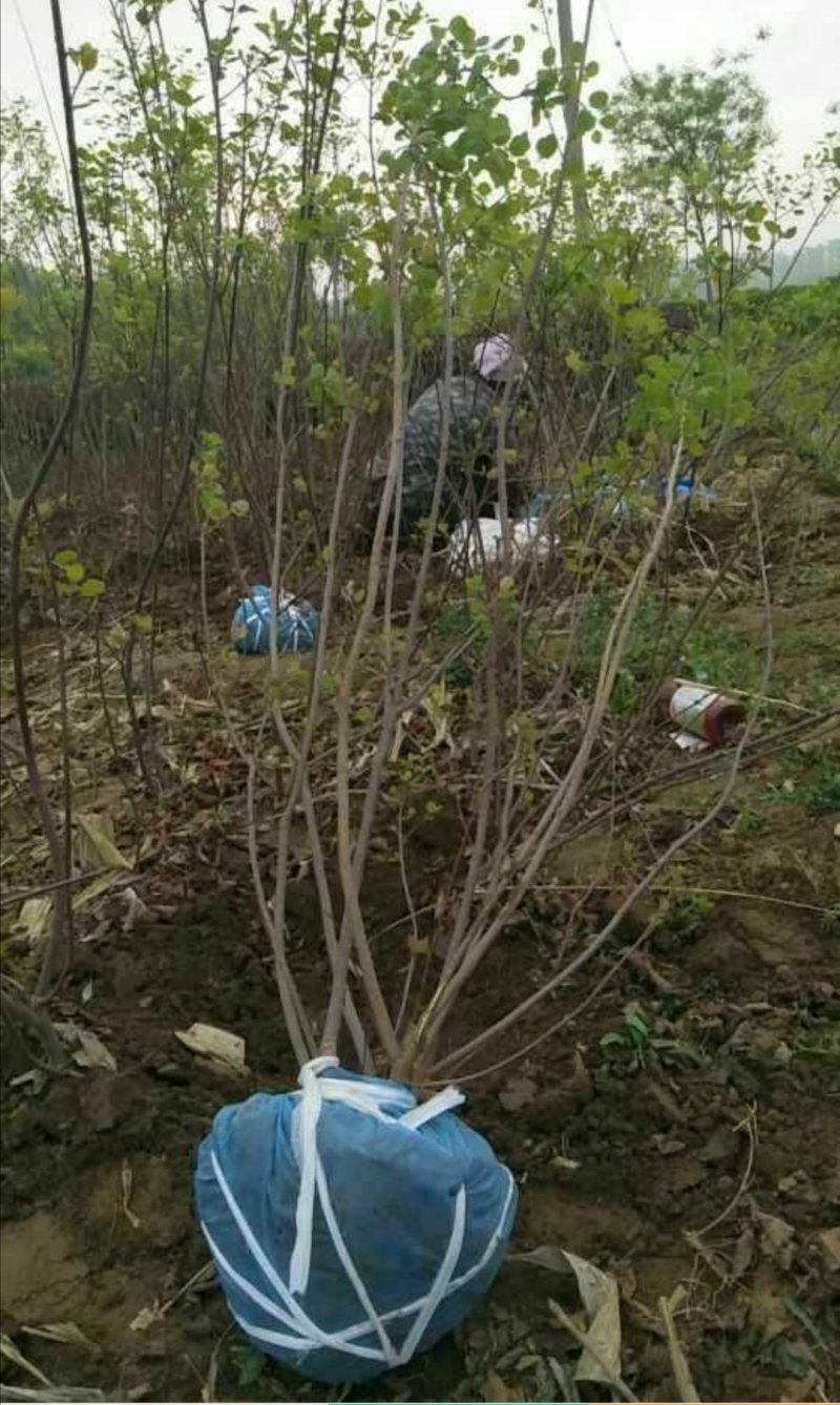 黄枦丛生黄栌黄栌杯苗大卜黄卢装盆黄枦
