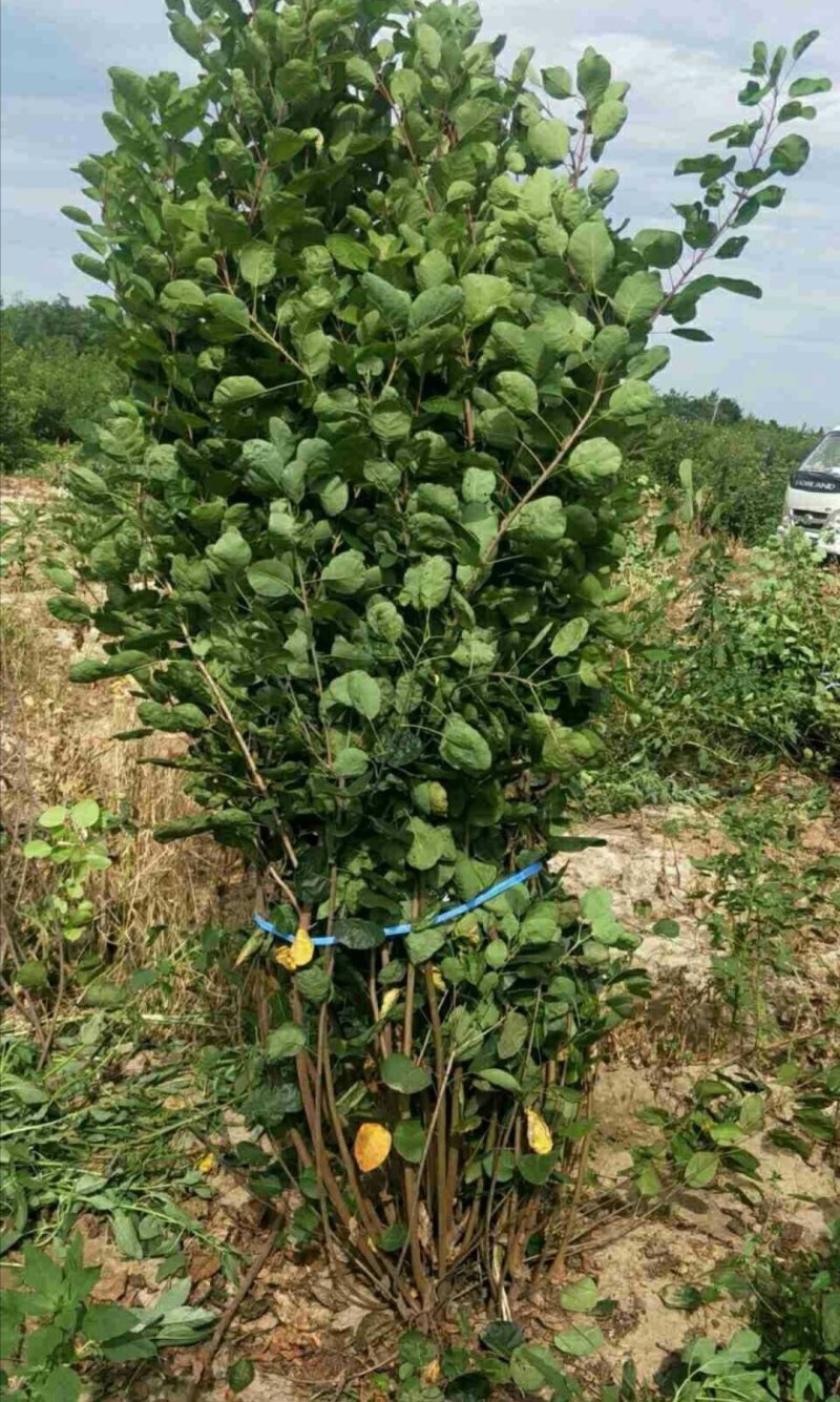 黄枦丛生黄栌黄栌杯苗大卜黄卢装盆黄枦