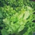 《精品》绿生菜，可供超市，电商，市场，诚信经营，欢迎欢迎