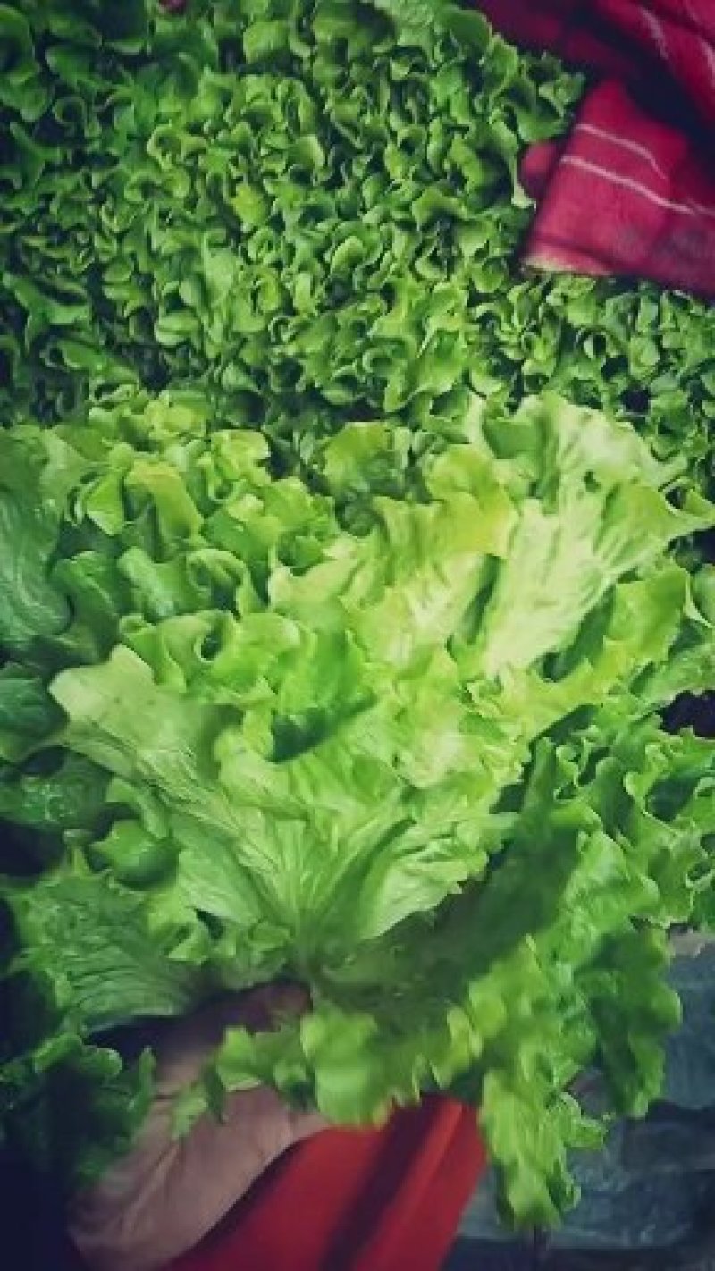 《精品》绿生菜，可供超市，电商，市场，诚信经营，欢迎欢迎
