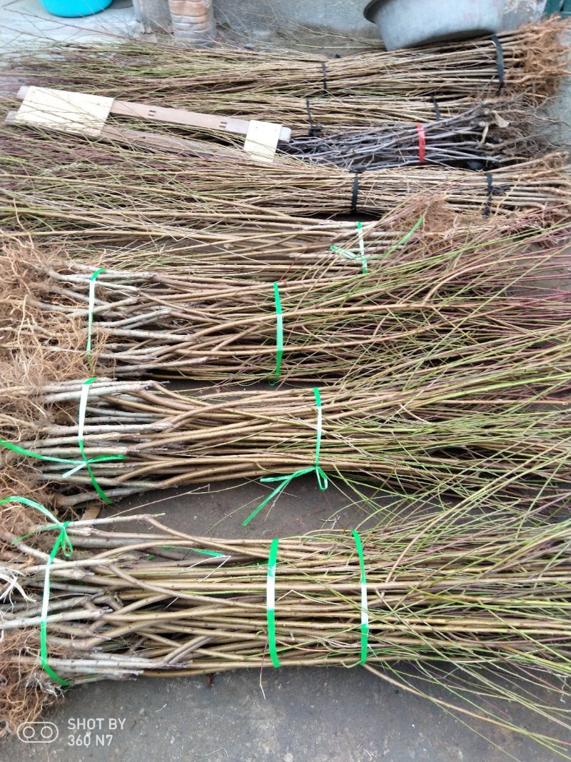 中油蟠7-7号桃树苗黄肉油蟠，品种纯正，品质上乘