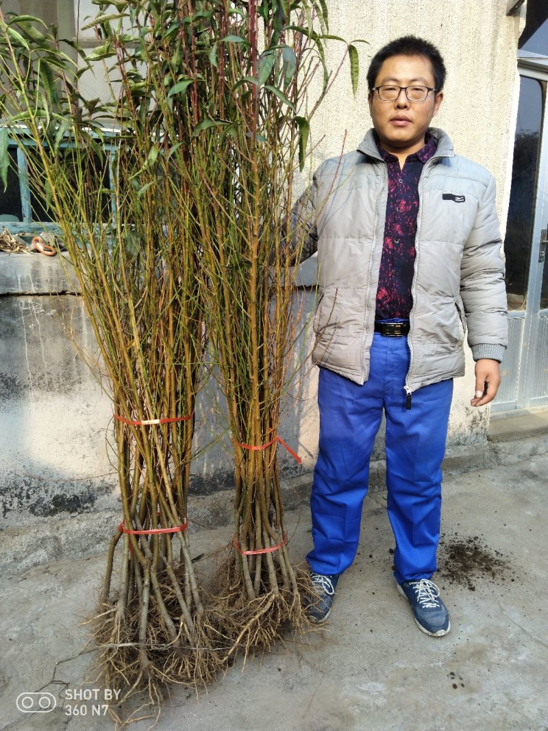 中油蟠7-7号桃树苗黄肉油蟠，品种纯正，品质上乘