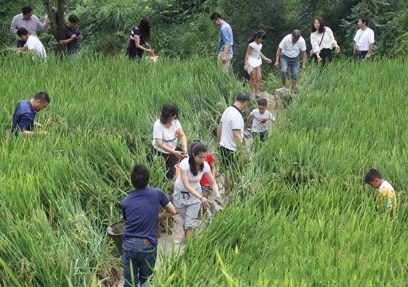 正宗禾花鲤鱼苗养殖场白云机场发货