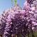 紫藤树，1-3-5公分当年开花爬藤能力强