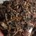 蒲公英茶新鲜蒲公英发酵红茶一件代发