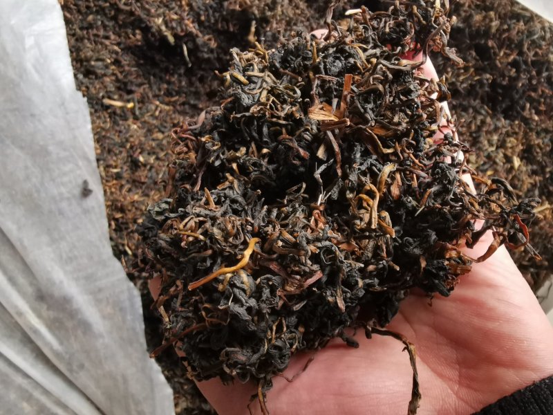 蒲公英茶新鲜蒲公英发酵红茶一件代发