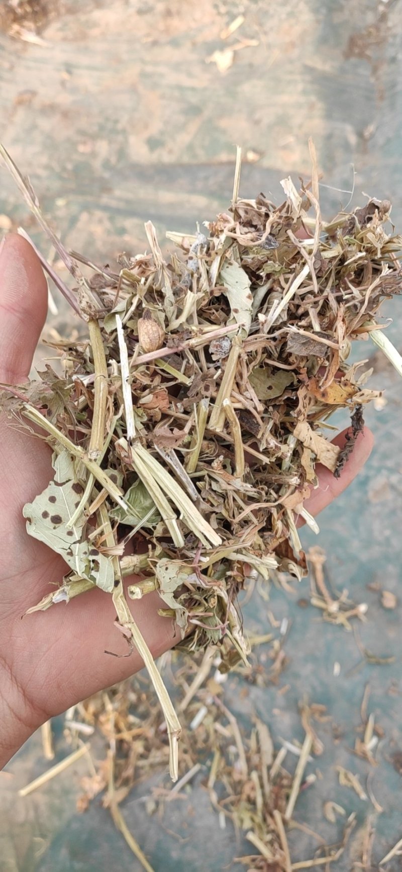 牛草羊草今年新花生秧草料干净无土无膜无霉变