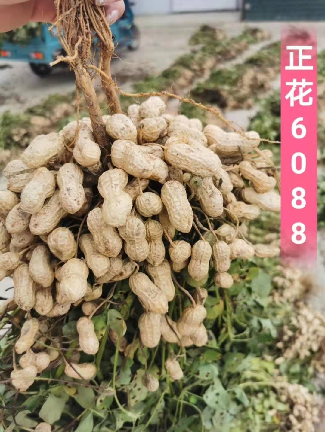 【优质】正花6088花生种子  果实均匀  产量高 抗性