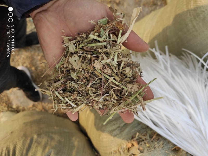 花生秧草料羊草牛草今年新草干净无土无地膜无霉