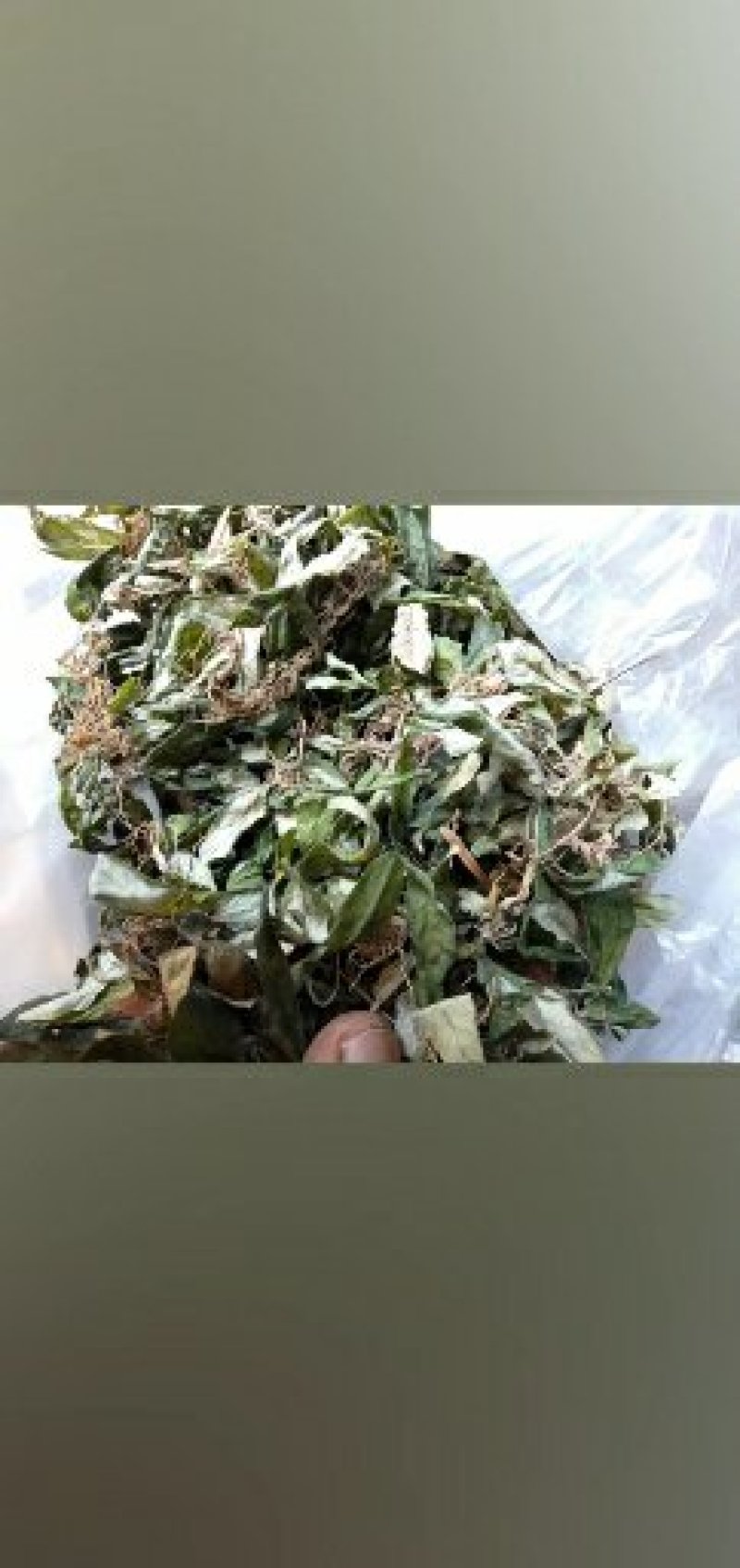 野生白背草，价格贵在品质，量大优惠，咨询有货下单