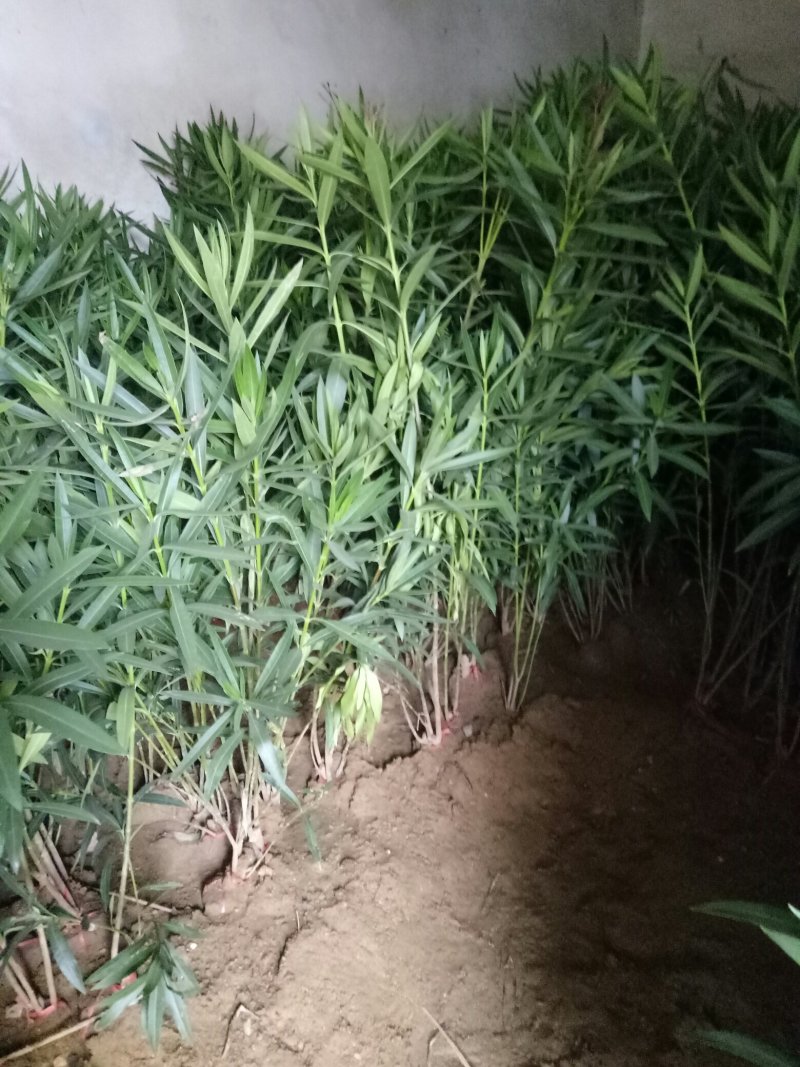 夹竹桃河南潢川夹竹桃价格咨询潢川友好苗圃场