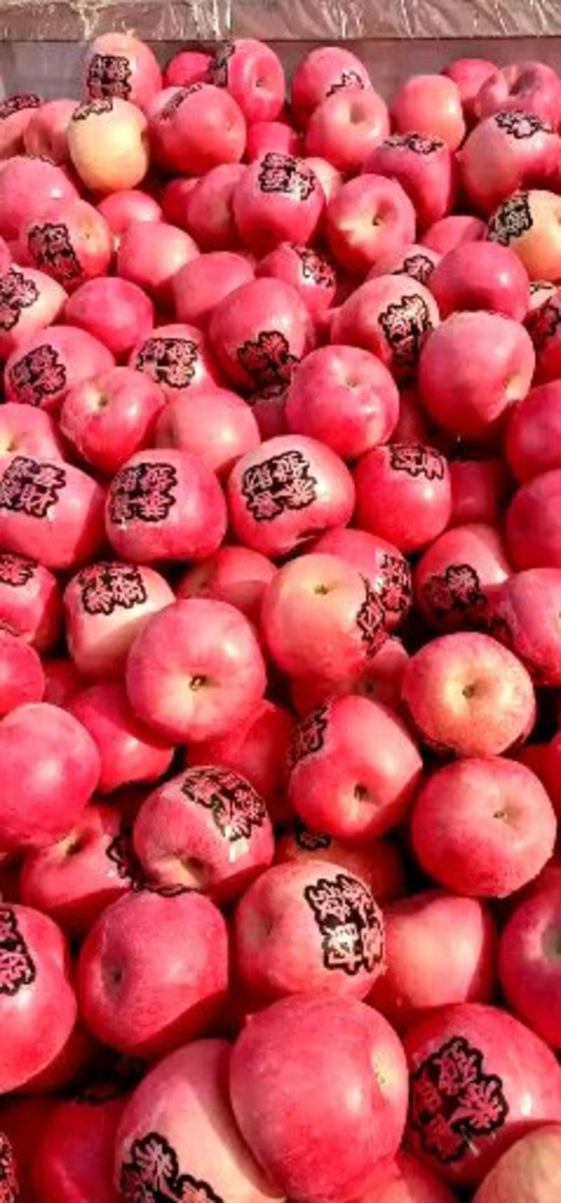 红富士苹果大量下，又甜又脆又好吃口干好甜欢迎客户前来选购