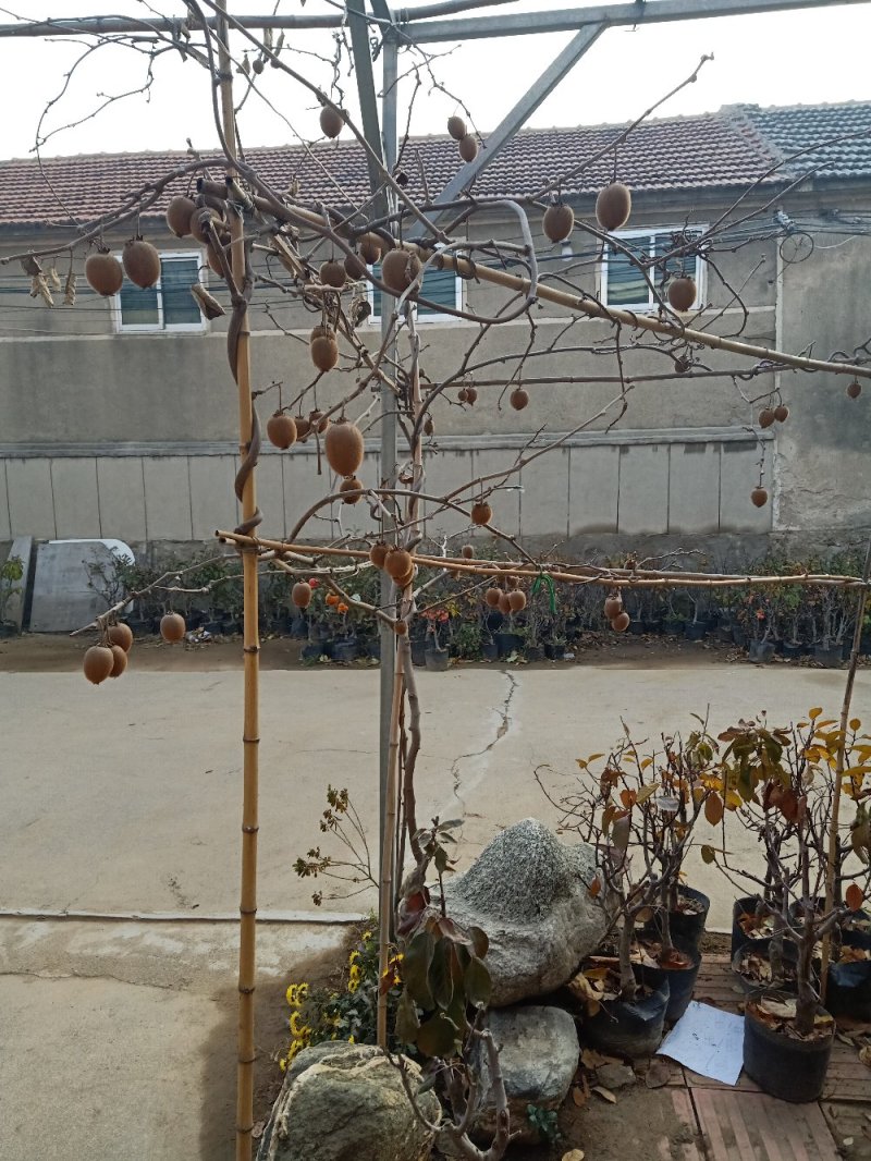 【猕猴桃树苗】名优品种自家种植量大从优！