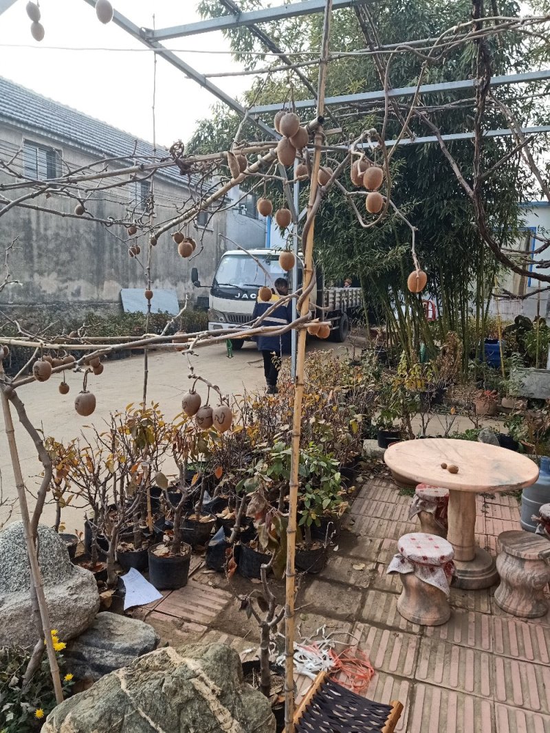 【猕猴桃树苗】名优品种自家种植量大从优！