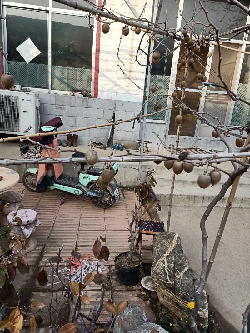 【猕猴桃树苗】名优品种自家种植量大从优！