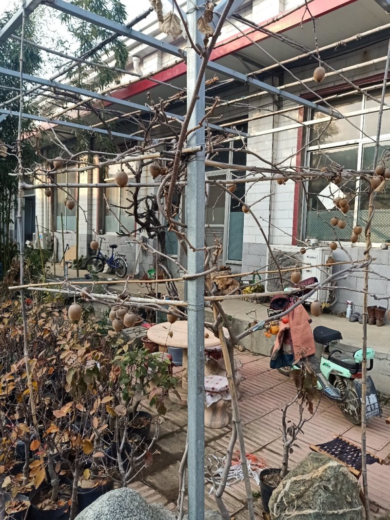 【猕猴桃树苗】名优品种自家种植量大从优！