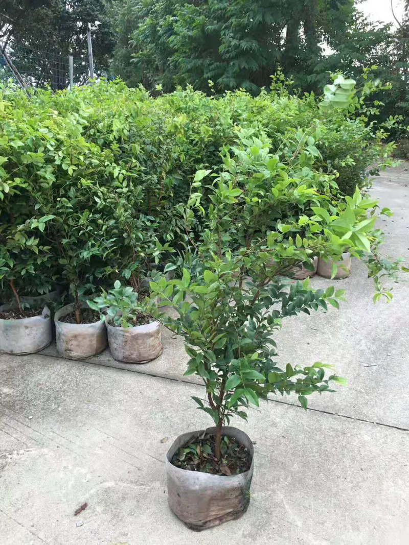 树葡萄苗嘉宝果树苗台湾葡桃苗