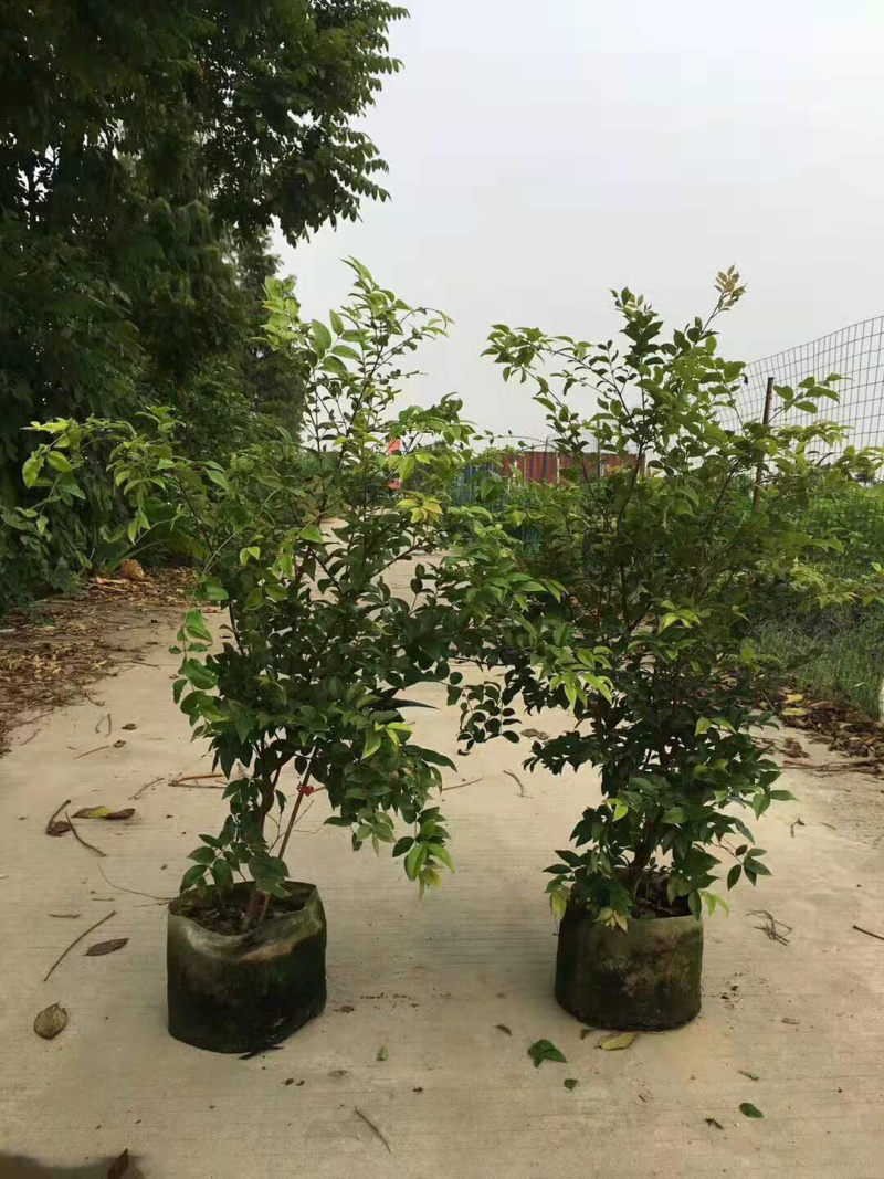 树葡萄苗嘉宝果树苗台湾葡桃苗