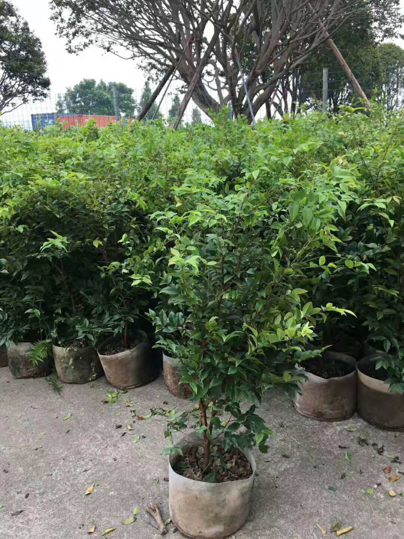 树葡萄苗嘉宝果树苗台湾葡桃苗