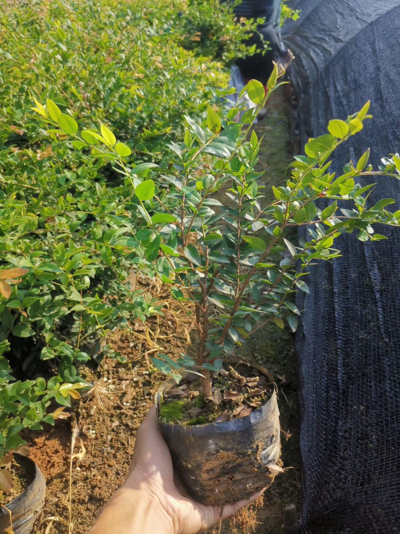 树葡萄苗嘉宝果树苗台湾葡桃苗
