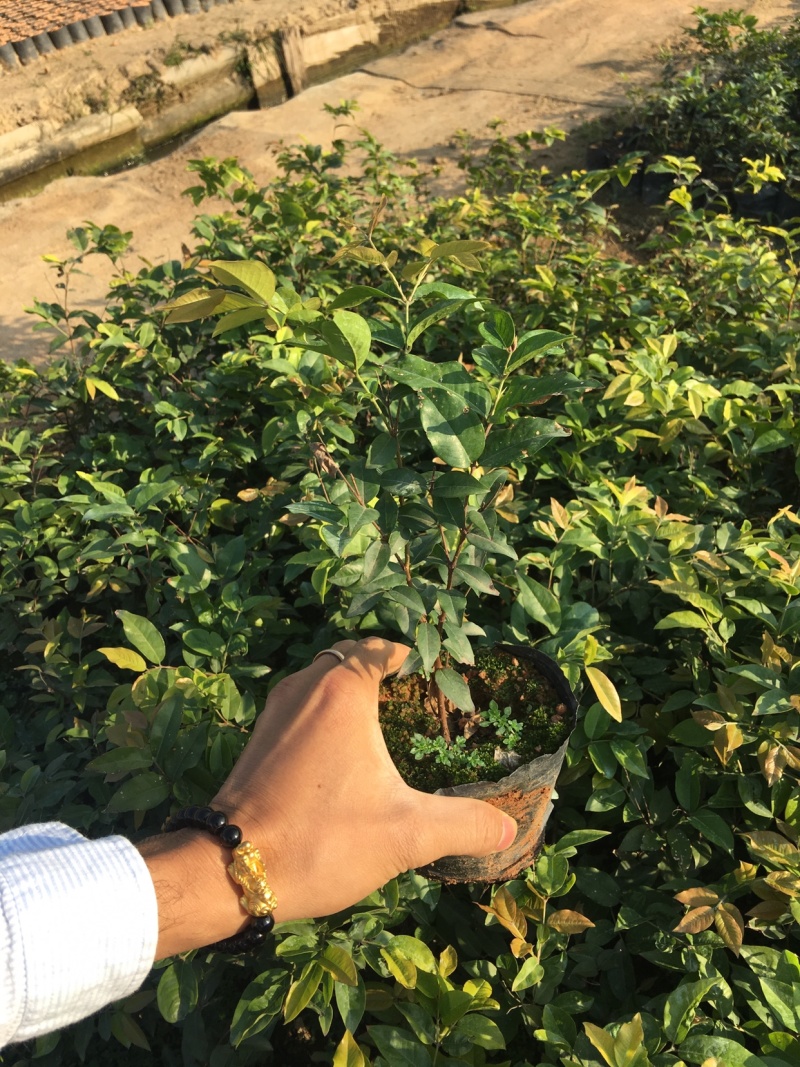 树葡萄苗嘉宝果树苗台湾葡桃苗