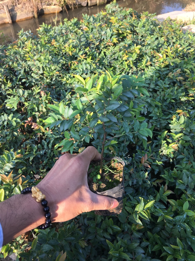 树葡萄苗嘉宝果树苗台湾葡桃苗