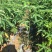 大福木棉大肚木棉大腹木棉