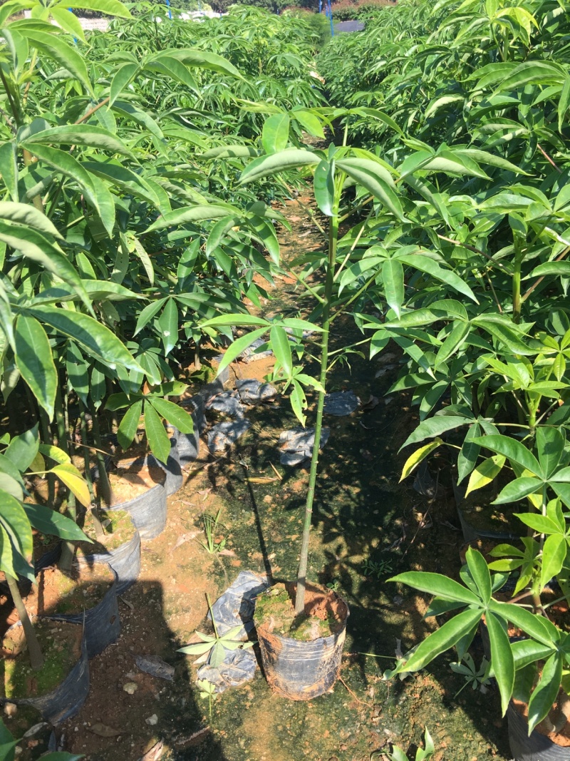 大福木棉大肚木棉大腹木棉