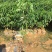 大福木棉大肚木棉大腹木棉