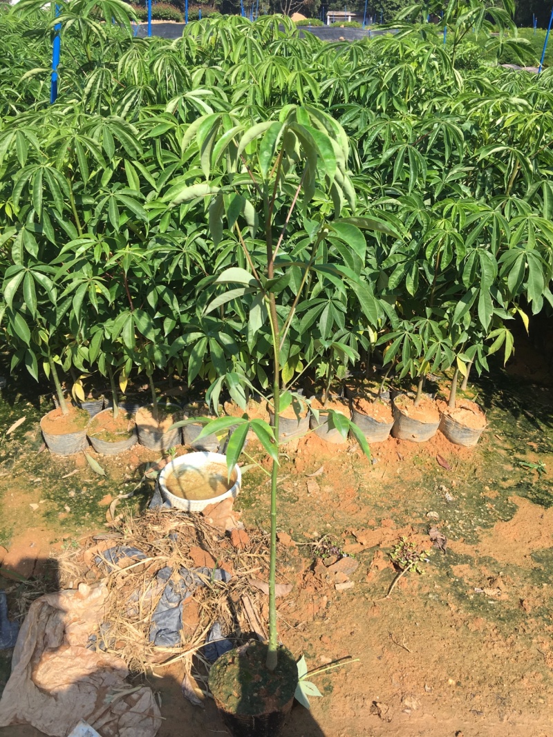 大福木棉大肚木棉大腹木棉