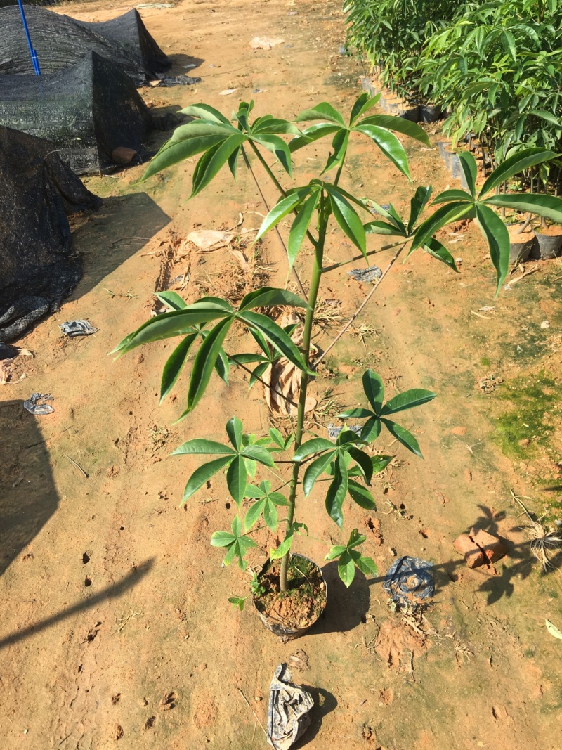 大福木棉大肚木棉大腹木棉