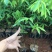 大福木棉大肚木棉大腹木棉