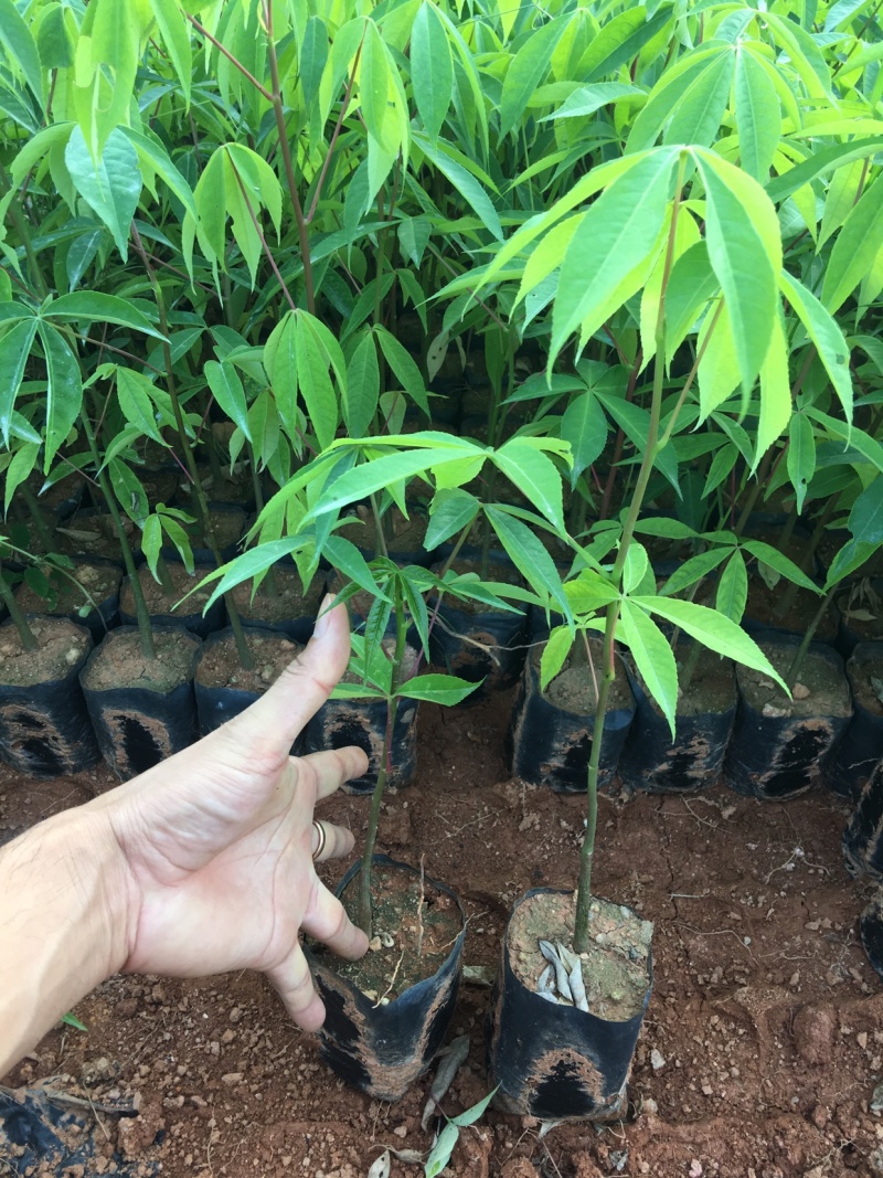 大福木棉大肚木棉大腹木棉