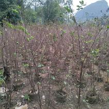 丛生紫薇袋苗150-250高