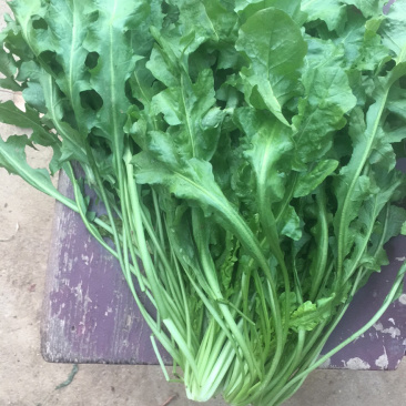 荠菜15cm以上净菜，我们严把质量关、支持电商一件代发