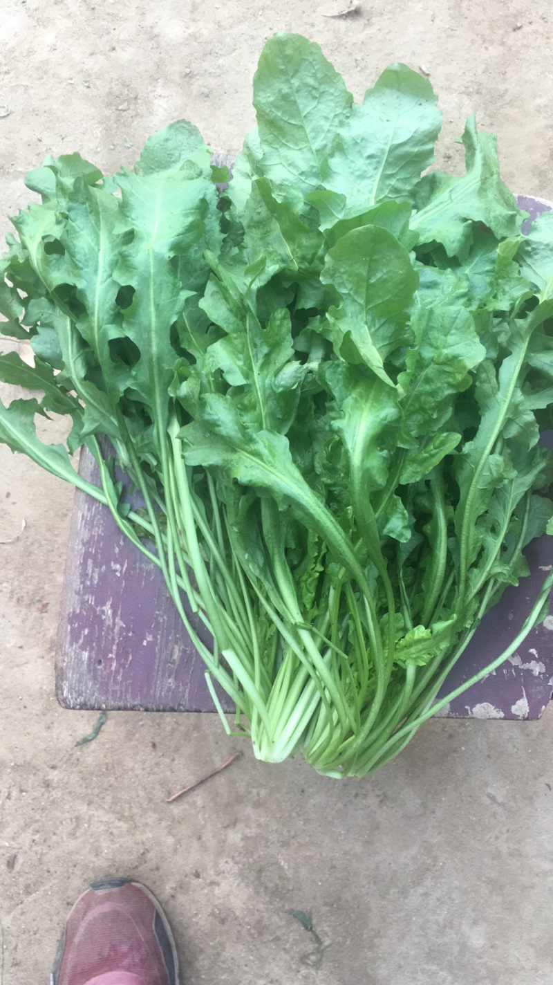 荠菜15cm以上净菜，我们严把质量关、支持电商一件代发